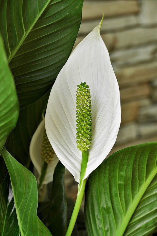 Easy Care House Plants